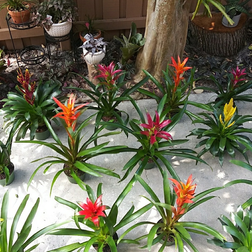 BROMELIAD "PUP" (babies) $firm/unless u bundle